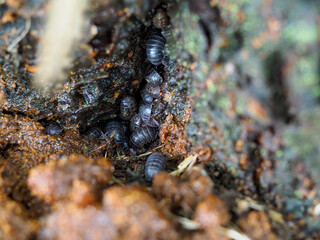 木の幹に集まるダンゴムシ