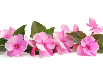 Pink Impatiens Isolated on White Background. Beautiful Impatiens Flower