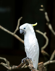 White bird with yellow beak perched on a branch. Suitable for nature, wildlife, birdwatching, springtime, and animal themes in designs.