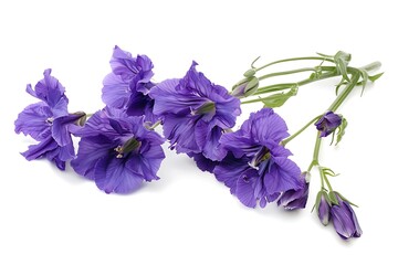 Naklejka premium Larkspur Isolated on White Background. Beautiful Larkspur Flower