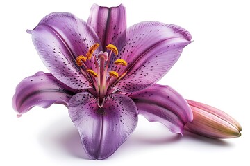 Lily Flower Isolated on White Background