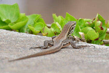Fototapeta premium LAGARTO