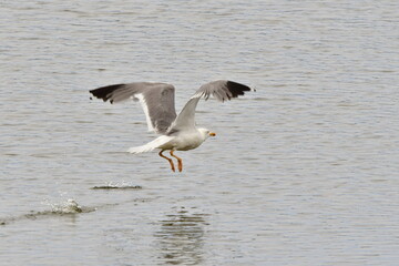 GAVIOTA PATIAMARILLA