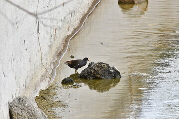 GALLINETA COM&Uacute;N