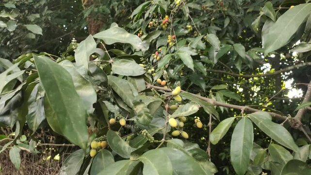 Melinjo, or belinjo, or Gnetum gnemon, is a species of open-seeded plant, or Gymnospermae native to tropical Asia, melanesia, and the Western Pacific. It is utilized for its fruit and leaves.