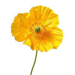 Yellow Poppy Isolated on White Background. Beautiful Poppy Flower