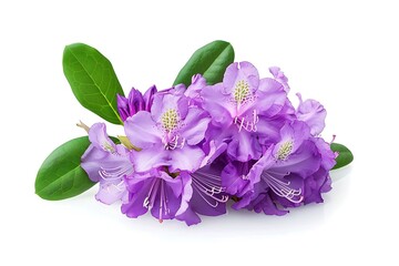 Naklejka premium Purple Rhododendron Isolated on White Background. Beautiful Rhododendron Flower