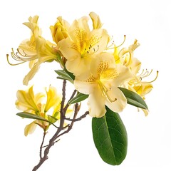 Obraz premium Yellow Rhododendron Isolated on White Background. Beautiful Rhododendron Flower