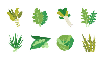 Fresh green vegetable vector illustration set. collection of vegetables icon. Kangkong water spinach, kale leaf, leek bawang prei, lemongrass leaf, green peas, cabbage, rebung bamboo shoot 
