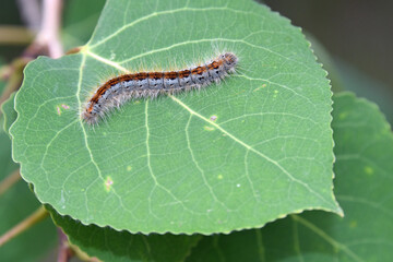 Southwestern Tent Caterpillar (Malacosoma incurva) on aspen leaf
