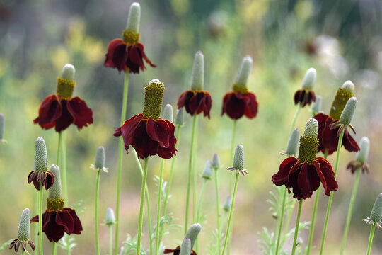 Upright Prairie Coneflower (Ratibida columnifera)