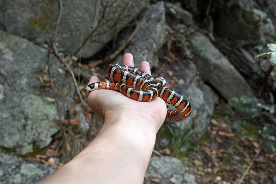 Sonoran Mountain Kingsnake (Lampropeltis pyromelana) in hand