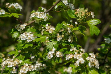 Fototapeta premium A close up of a tree branch with white flowers and green leaves in nature