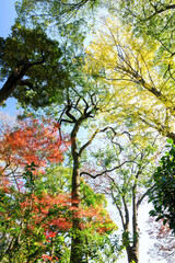 都会の庭園の池の畔の美しい紅葉。


日本国東京都港区 - 2021年12月4日
