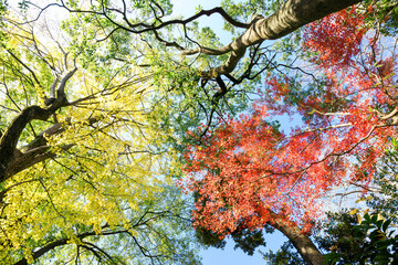 都会の庭園の池の畔の美しい紅葉。


日本国東京都港区 - 2021年12月4日
