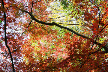 都会の庭園の池の畔の美しい紅葉。


日本国東京都港区 - 2021年12月4日
