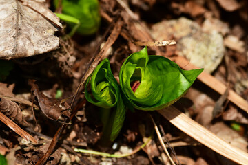 開花前のエンレイソウ　上から