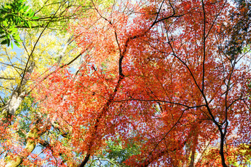 都会の庭園の池の畔の美しい紅葉。


日本国東京都港区 - 2021年12月4日

