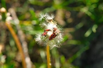 A detailed view of a dandelion infested with insects