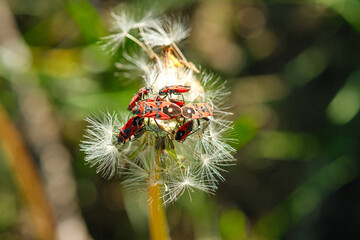 A detailed view of a dandelion infested with insects