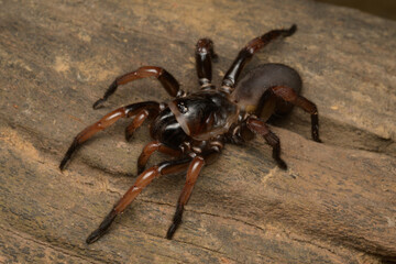 Trapdoor spiders