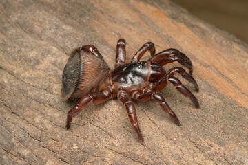 Cyclocosmia spider