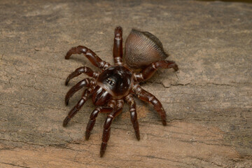 Cyclocosmia spider