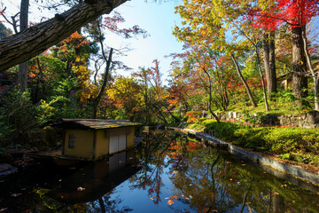 Fototapeta premium 都会の庭園の池の畔の美しい紅葉。 各所に茶室が点在している。日本国東京都港区 - 2021年12月4日 