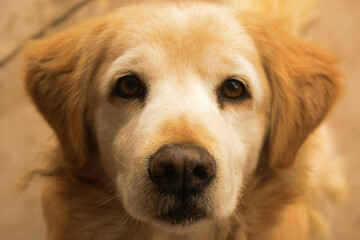 Fototapeta premium perro, perro cobrador, mascota, animal, golden retriever, canino, cachorro, retrato, labrador, domestica, alegre, adorable, mamífero, dorada