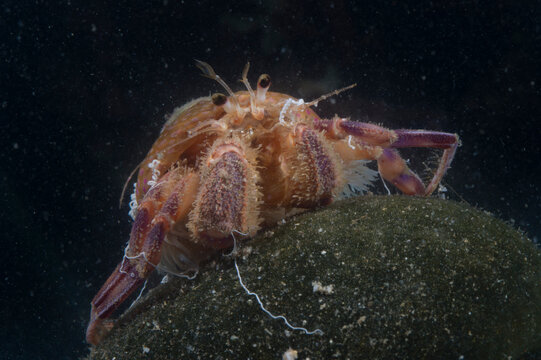 Prideauxs hermit crab and cloak anemone, Pagurus prideaux and Adamsia palliata, typical symbiosis, Mediterranean Sea,   Hermit crab, Porto Conte, Alghero, Sassari, Sardinia, Italy