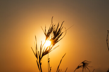 Obraz premium Silhouette of grass with the Sunrise in the morning