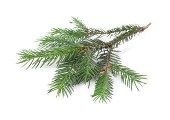 Green pine tree branch isolated on white