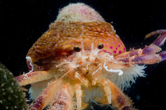 Prideauxs hermit crab and cloak anemone, Pagurus prideaux and Adamsia palliata, typical symbiosis, Mediterranean Sea,   Hermit crab, Porto Conte, Alghero, Sassari, Sardinia, Italy