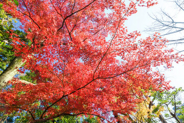 都会の庭園の池の畔の美しい紅葉。
日本国東京都港区 - 2021年12月4日
