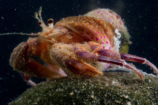 Prideauxs hermit crab and cloak anemone, Pagurus prideaux and Adamsia palliata, typical symbiosis, Mediterranean Sea,   Hermit crab, Porto Conte, Alghero, Sassari, Sardinia, Italy