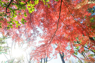 都会の庭園の池の畔の美しい紅葉。
日本国東京都港区 - 2021年12月4日
