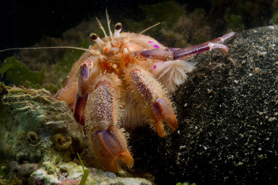 Prideauxs hermit crab and cloak anemone, Pagurus prideaux and Adamsia palliata, typical symbiosis, Mediterranean Sea,   Hermit crab, Porto Conte, Alghero, Sassari, Sardinia, Italy