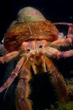 Prideauxs hermit crab and cloak anemone, Pagurus prideaux and Adamsia palliata, typical symbiosis, Mediterranean Sea,   Hermit crab, Porto Conte, Alghero, Sassari, Sardinia, Italy