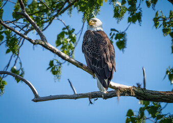 Majestic Bald Eagle (Haliaeetus Leucocephalus) keeping watch at nest over lake, Fishers, Indiana, Spring. 