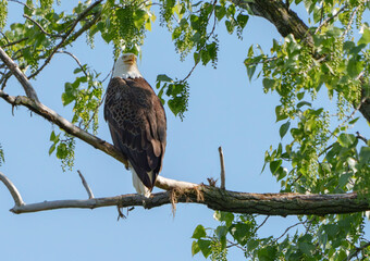 Majestic Bald Eagle (Haliaeetus Leucocephalus) keeping watch at nest over lake, Fishers, Indiana, Spring. 