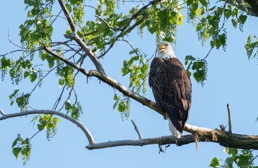 Majestic Bald Eagle (Haliaeetus Leucocephalus) keeping watch at nest over lake, Fishers, Indiana, Spring. 