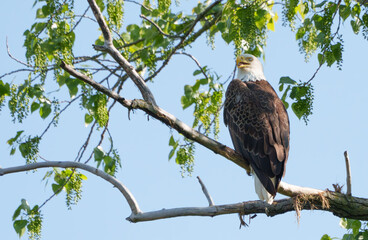 Majestic Bald Eagle (Haliaeetus Leucocephalus) keeping watch at nest over lake, Fishers, Indiana, Spring. 