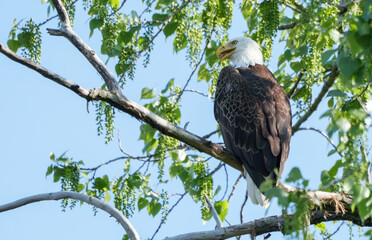 Majestic Bald Eagle (Haliaeetus Leucocephalus) keeping watch at nest over lake, Fishers, Indiana, Spring. 