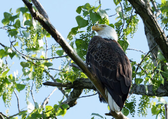 Majestic Bald Eagle (Haliaeetus Leucocephalus) keeping watch at nest over lake, Fishers, Indiana, Spring. 