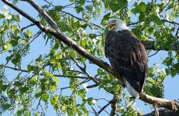Majestic Bald Eagle (Haliaeetus Leucocephalus) keeping watch at nest over lake, Fishers, Indiana, Spring. 