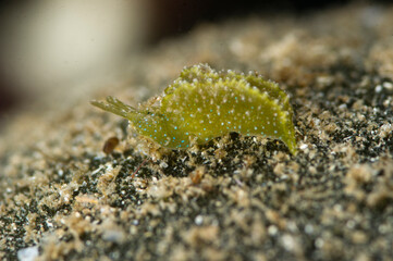 Solar-powered sea slug on rock (Elysia viridis) Elysia viridisit is a shellless mollusc (opisthobranch) that feeds on algae.