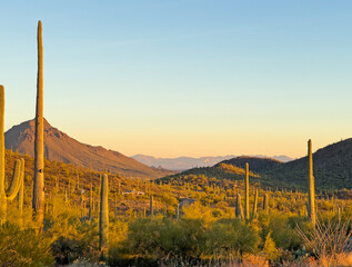 Fototapeta premium Golden hour in the Arizona desert, showcasing iconic saguaro cacti and rugged mountains bathed in warm sunset light, capturing the serene beauty and tranquility of the American Southwest.