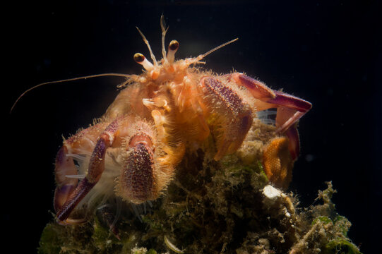 Prideauxs hermit crab and cloak anemone, Pagurus prideaux and Adamsia palliata, typical symbiosis, Mediterranean Sea,   Hermit crab, Porto Conte, Alghero, Sassari, Sardinia, Italy