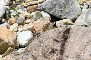 渓流で餌を探す可愛いカワガラス（カワガラス科）の親子。

日本国神奈川県相模原市、早戸川林道にて。
2024年6月撮影。

A lovely mother and child of a Brown Dipper (Cinclus pallasii) searching for food in a mountain stream.
