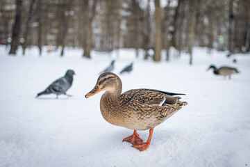 A duck walks in a city park in winter.